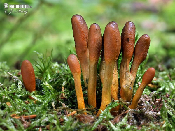 housenice cizopasná (Elaphocordyceps ophioglossoides)