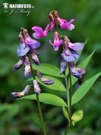 Hrachor jarný (Lathyrus vernus)