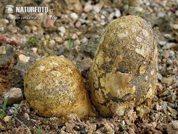 hráškovec obyčajný (Pisolithus arhizus)