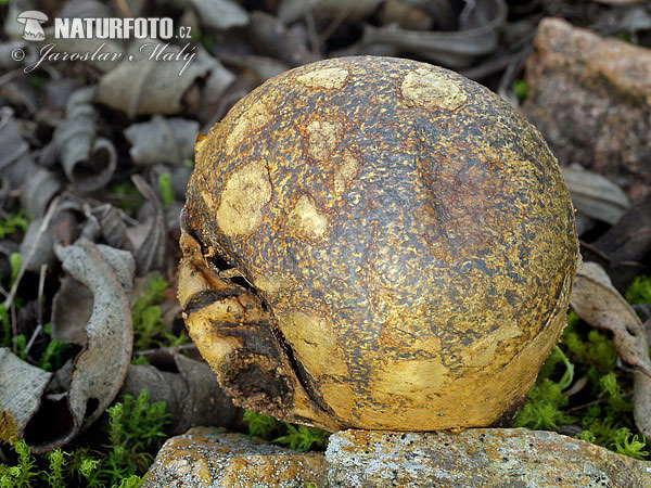 hráškovec obyčajný (Pisolithus arhizus)