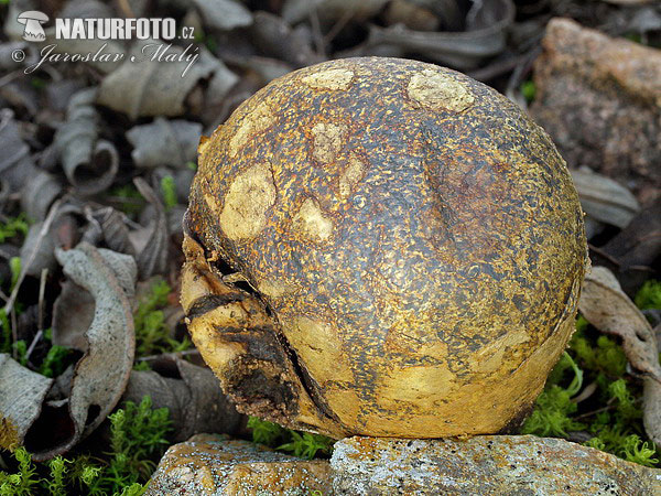 hráškovec obyčajný (Pisolithus arhizus)