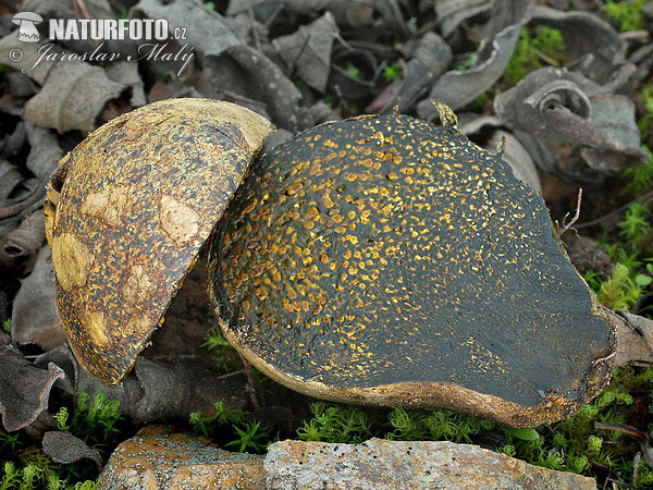 hráškovec obyčajný (Pisolithus arhizus)