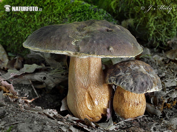 hríb bronzový (Boletus aereus)