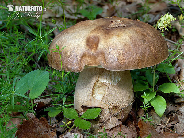 hríb dubový (Boletus reticulatus)