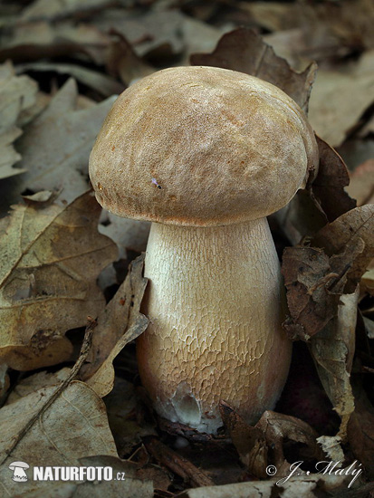 hríb dubový (Boletus reticulatus)