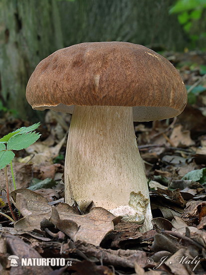 hríb dubový (Boletus reticulatus)