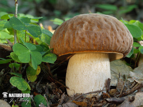 hríb dubový (Boletus reticulatus)