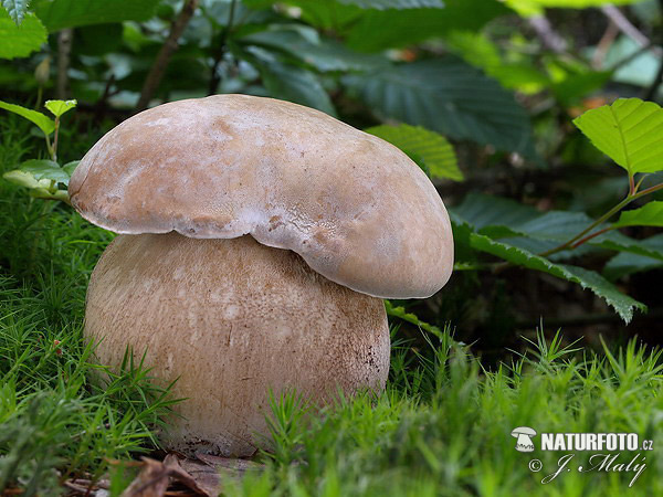 hríb dubový (Boletus reticulatus)