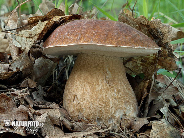 hríb dubový (Boletus reticulatus)