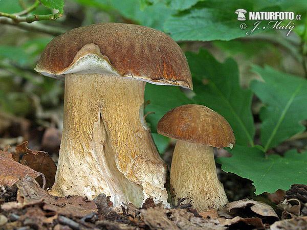 hríb dubový (Boletus reticulatus)