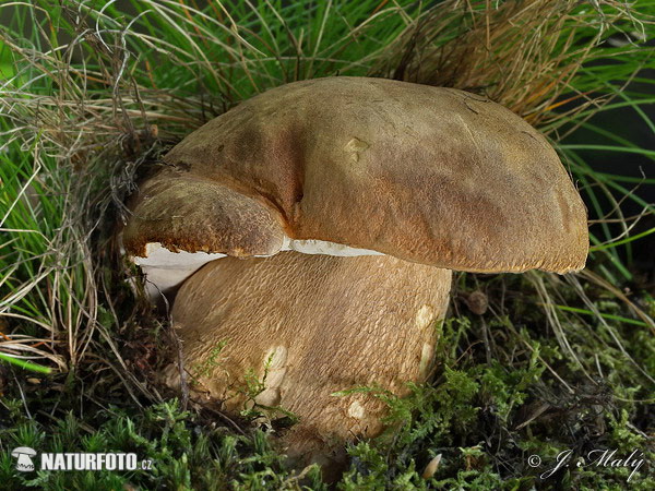 hríb dubový (Boletus reticulatus)