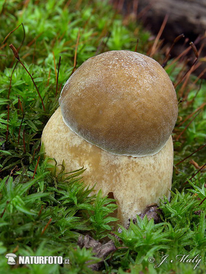 hríb dubový (Boletus reticulatus)