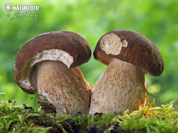 hríb dubový (Boletus reticulatus)