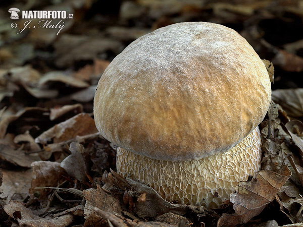 hríb dubový (Boletus reticulatus)