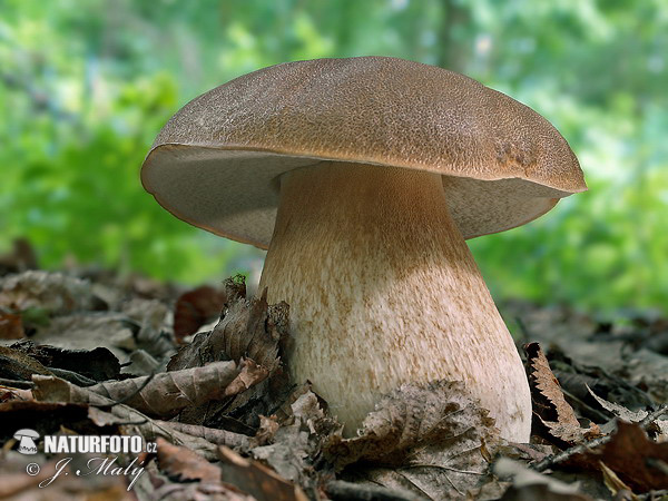 hríb dubový (Boletus reticulatus)