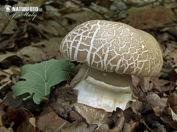 hríb dubový (Boletus reticulatus)