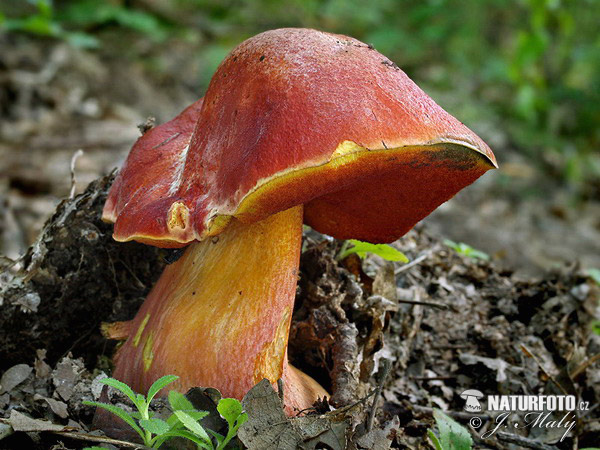 hríb Dupainov (Rubroboletus dupainii)