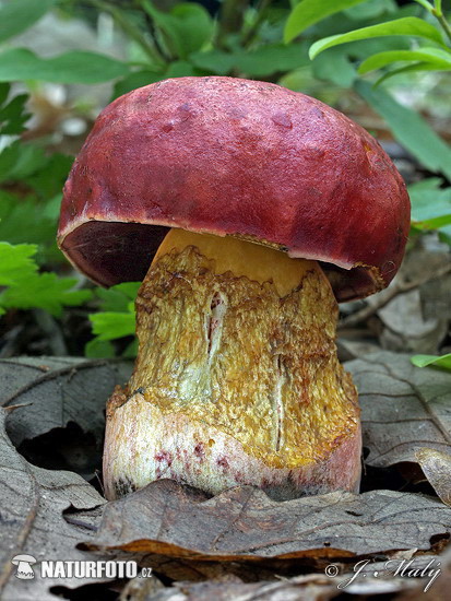 hríb Dupainov (Rubroboletus dupainii)