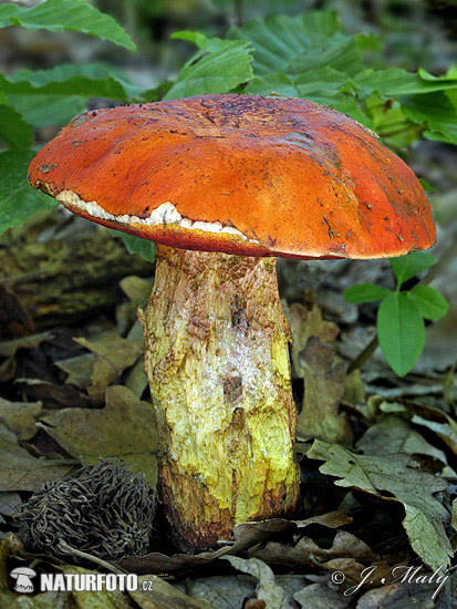 hríb Dupainov (Rubroboletus dupainii)