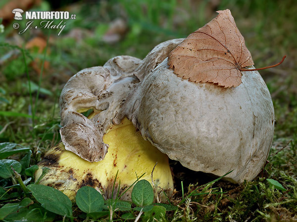 hríb horký (Boletus radicans)