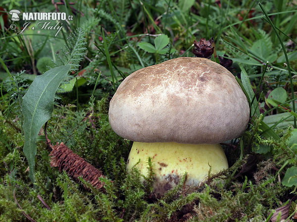 hríb horký (Boletus radicans)