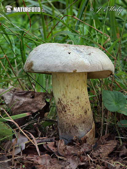 hríb horký (Boletus radicans)