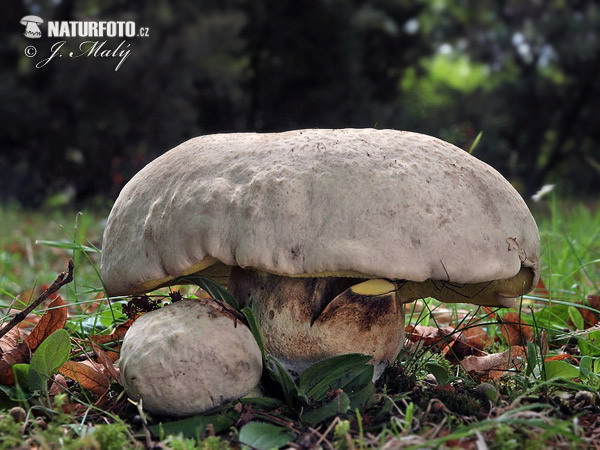 hríb horký (Boletus radicans)