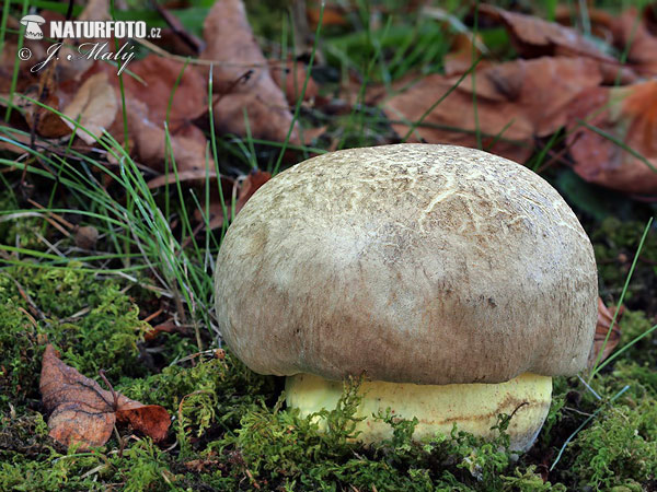 hríb horký (Boletus radicans)