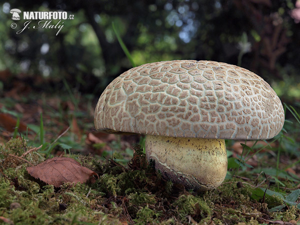 hríb horký (Boletus radicans)