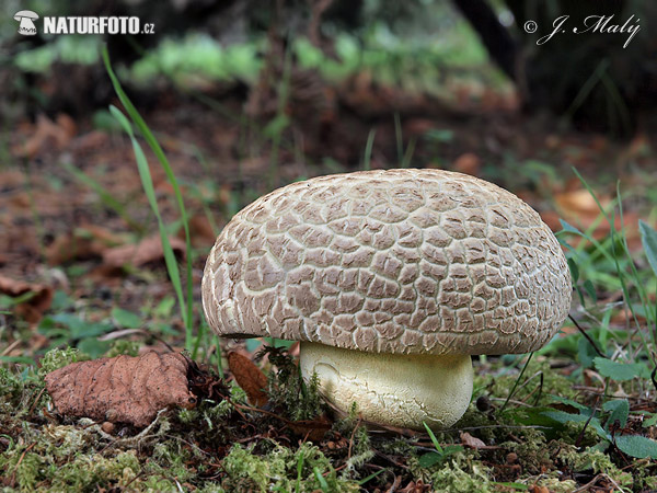 hríb horký (Boletus radicans)