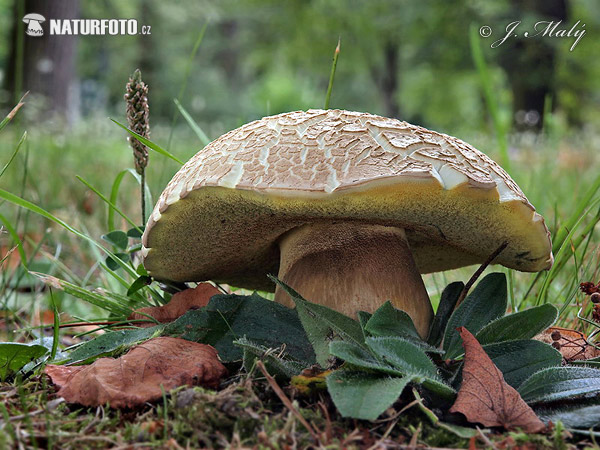 hríb horký (Boletus radicans)