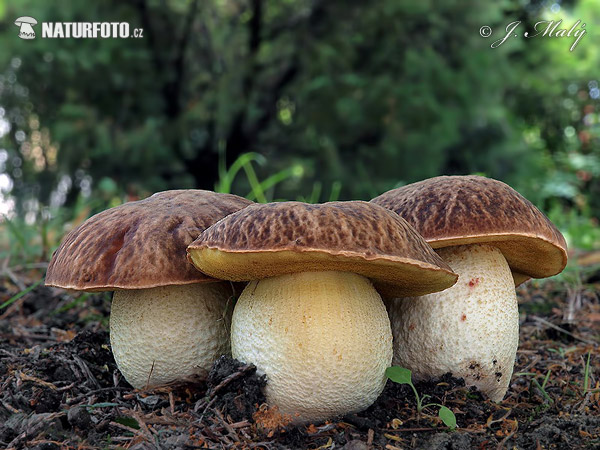 hríb jamkatý (Hemileccinum depilatum)