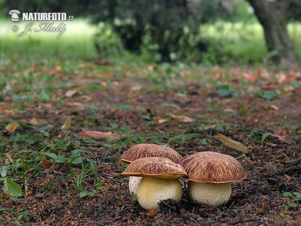 hríb jamkatý (Hemileccinum depilatum)