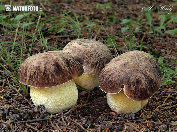 hríb jamkatý (Hemileccinum depilatum)