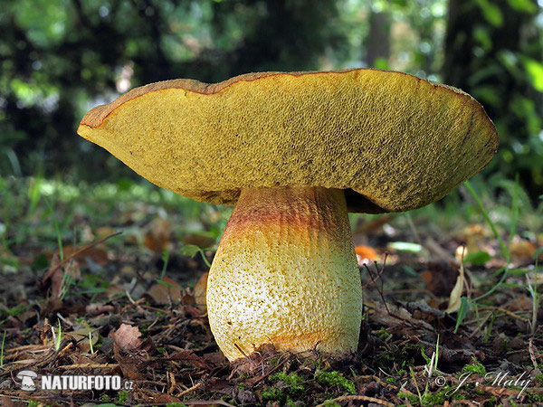 hríb jamkatý (Hemileccinum depilatum)