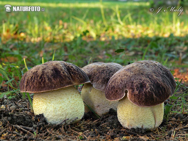 hríb jamkatý (Hemileccinum depilatum)