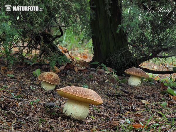 hríb jamkatý (Hemileccinum depilatum)