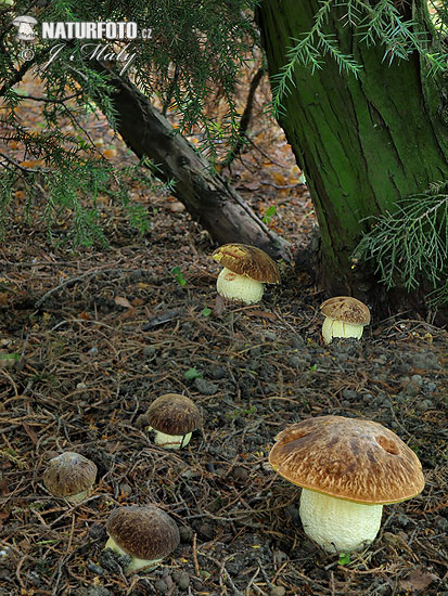 hríb jamkatý (Hemileccinum depilatum)