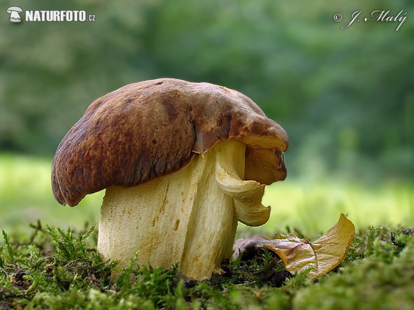 hríb jamkatý (Hemileccinum depilatum)