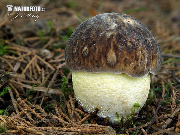 hríb jamkatý (Hemileccinum depilatum)