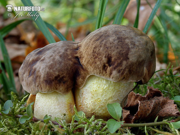 hríb jamkatý (Hemileccinum depilatum)