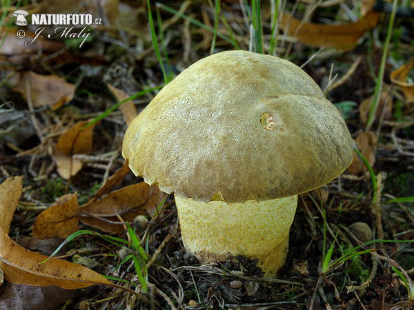 hríb jamkatý (Hemileccinum depilatum)