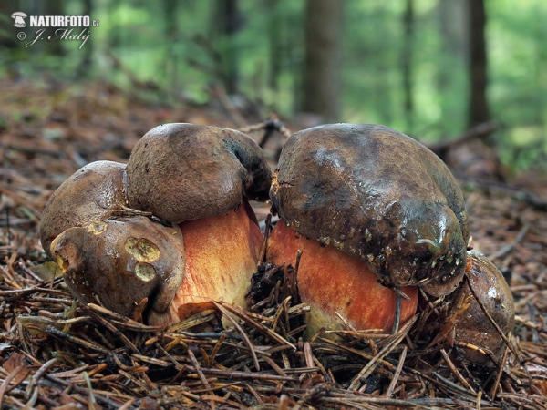 hřib kovář (Neoboletus erythropus)