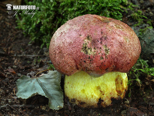 hríb kráľovský (Boletus regius)