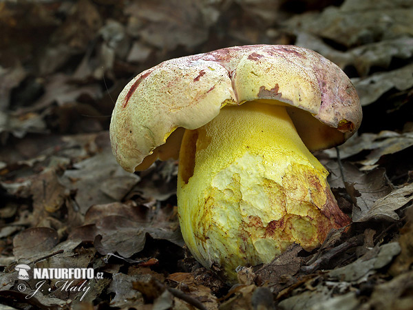 hríb kráľovský (Boletus regius)