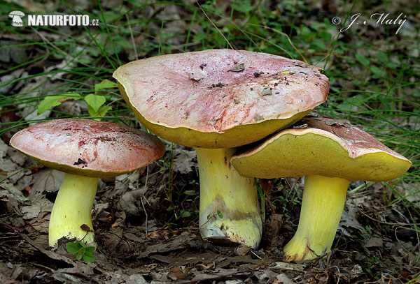 hríb kráľovský (Boletus regius)