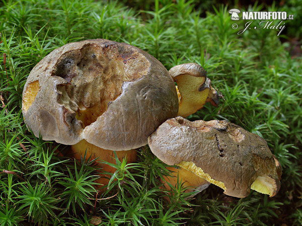 hríb modrejúci (Boletus pulverulentus)