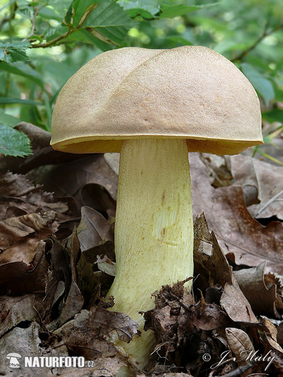 hríb plavý (Hemileccinum impolitum)