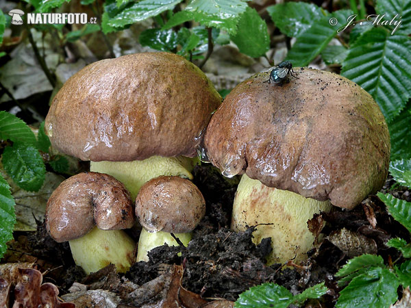 hríb príveskatý (Butyriboletus appendiculatus)