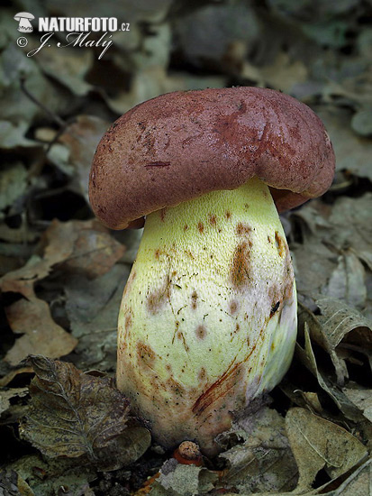 hríb príveskatý (Butyriboletus appendiculatus)